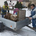 11 Zabijacka 14.12.2012