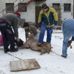 16 Zabijacka 14.12.2012